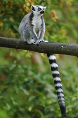 Ring-tailed Lemur (Lemur catta), in an enclosure