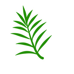 Phoenix palm leaf
