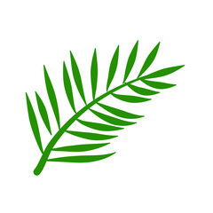 Phoenix palm leaf
