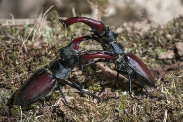 Stag beetles (Lucanus cervus), males fighting, Tauersche Eichen Nature Reserve, Brandenburg,...