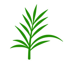 Phoenix palm leaf
