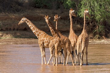 Reticulated giraffes (Giraffa reticulata camelopardalis), group standing in river, Samburu National...