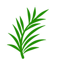 Phoenix palm leaf
