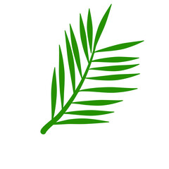 Phoenix palm leaf
