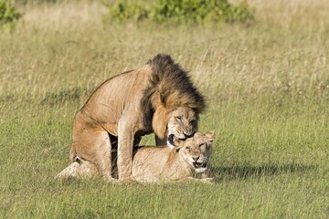 Lions (Panthera leo), mating pair, Masai Mara, Narok County, Kenya, Africa