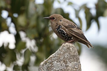 European Starling (Sturnus vulgaris), young bird sitting on stone, island Usedom, Mecklenburg-Western Pomerania, Germany, Europe