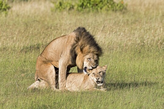 Lions (Panthera leo), mating pair, Masai Mara, Narok County, Kenya, Africa