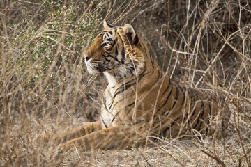 Bengal Tiger (Panthera tigris tigris), attentive in the grass, Ranthambhore Tiger Reserve,...