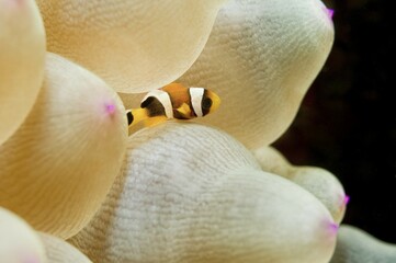Juvenile Clark's Anemonefish (Amphiprion clarkii) in Sea Anemone (Actiniaria), Arabian Sea, Oman,...