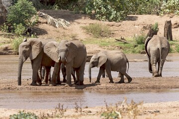 Fototapeta premium African elephants (Loxodonta africana) herd on the river, Samburu National Reserve, Kenya, Africa