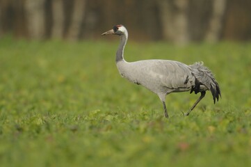 Crane (Grus grus) resting in the Diepholzer Moorniederung nature reserve, Lower Saxony, Germany, Europe