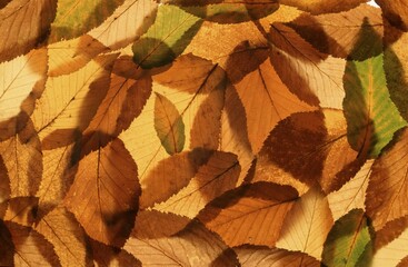 Hornbeam, leaves in autumn (Carpinus betulus)
