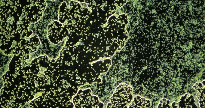 High-magnification view of green organic-like patterns under microscope, showing texture and intricate designs.