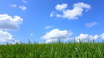 Green grass and blue sky with white clouds