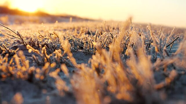 Frozen Grass and Branches on the Side of the Road in Severe Frost