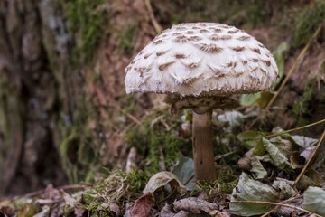 Parasol mushroom (Macrolepiota procera), Saxony-Anhalt, Germany, Europe