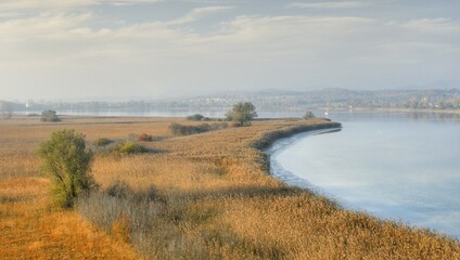 Reed area at the lake of constance - Baden Wuerttemberg Germany Europe.