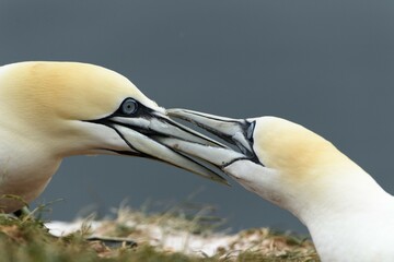 Two Northern Gannets (Sula bassana), courtship, Close-up, Schleswig-Holstein, Heligoland, Germany, Europe