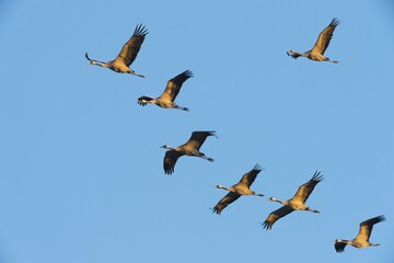 Cranes (Grus grus) in flight, Zingst, Western Pomerania Lagoon Area National Park, Mecklenburg-Western Pomerania, Germany, Europe