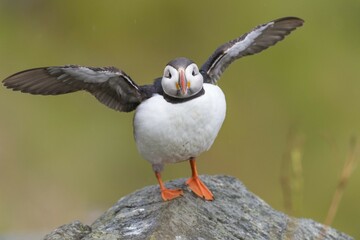 Puffin (Fratercula arctica) spreading wings, Runde bird island, Norway, Europe
