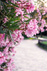 Delicate pink flowers on blossoming common oleander branches in the botanical park or garden Spring...