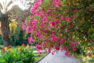 Botanical park with lushly blooming Nerium oleander tree with bright vibrant red pink flowers Botanical Garden Spring blossoming and landscaping concept greeting card Natural background