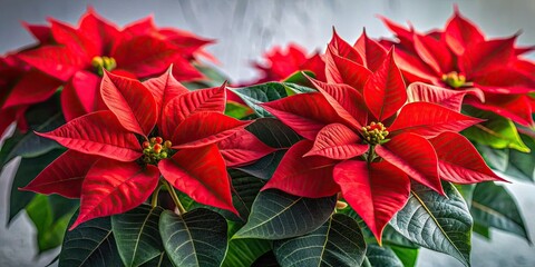 Obraz premium Crimson poinsettia, minimalist bloom. Christmas festive flower.