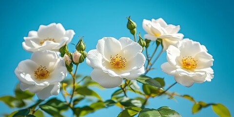 Obraz premium Vibrant White Roses Flourishing Under a Bright, Clear, Blue Sky., Detailed Nature View.