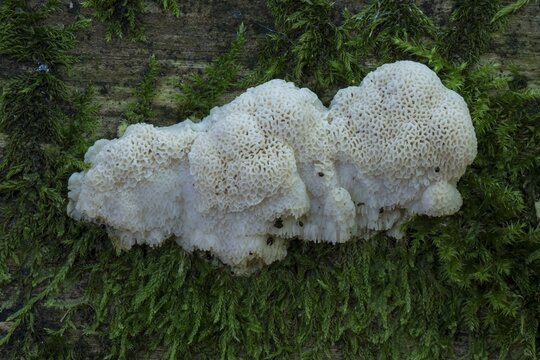 Greyling Bracket (Postia tephroleuca) on deadwood, Hesse, Germany, Europe