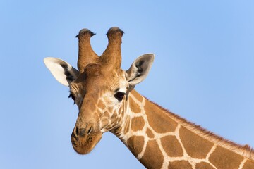 Reticulated giraffe or Somali giraffe (Giraffa reticulata camelopardalis), portrait, Samburu National Reserve, Kenya, Africa © Erich Schmidt/imageBROKER