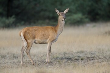 Red Deer (Cervus elaphus), deer rut, Hoge Veluwe National Park, Gelderland, Netherlands, Europe