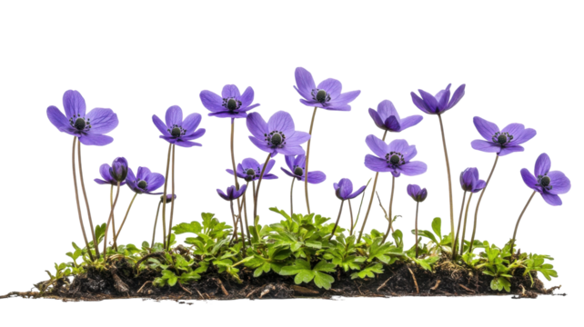 Vibrant purple flowers blooming above rich soil in a natural garden setting during early springtime