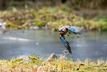 Eichelhäher (Garrulus glandarius)