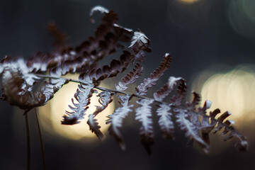 Macro de fougères mortes, pendant le coucher du soleil