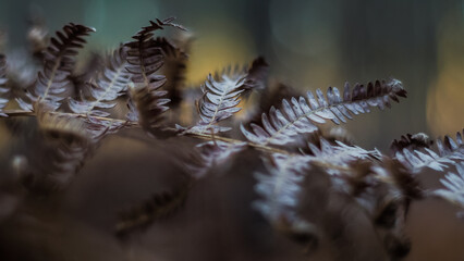 Macro de fougères mortes, pendant le coucher du soleil