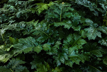 green leaves background