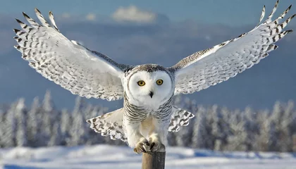 Fototapete Rund AI generated, animal, animals, bird, birds, biotope, habitat, a, individual, eurle, snowy owl (Bubo scandiacus), flight, flight recording, flies, frontal, Ausen, lands on pole © McPHOTO/imageBROKER