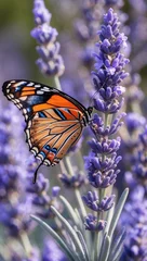Fototapeten Vibrant Monarch Butterfly on Lavender Flowers © JuliaM