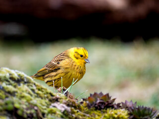 Goldammer (Emberiza citrinella)