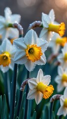 Fototapeta premium Dew-Covered Daffodils in Spring