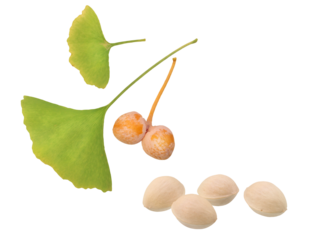 イチョウの葉　ギンナンの実
