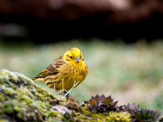 Goldammer (Emberiza citrinella)