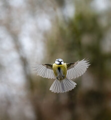 Blaumeise (Cyanistes caeruleu)