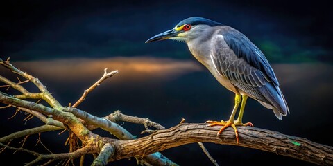 Fototapeta premium Architectural lines frame a solitary, one-legged night heron perched in a tree, a stark nature study.