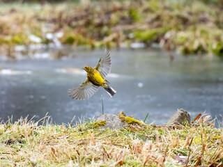 Goldammer (Emberiza citrinella)
