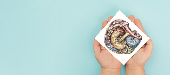 Stomach organ and digestive system, disease like pancreas cancer, diarrhea and gastric ulcer,...