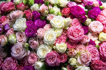 Bouquet of different roses: pink, yellow, white and purple. Colorful floral background.