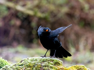 Amsel (Turdus merula)