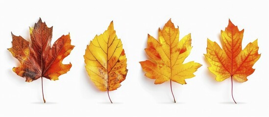 Fototapeta premium Four maple leaves in various stages of autumn coloration from yellow to red displayed against a white backdrop, AI generated