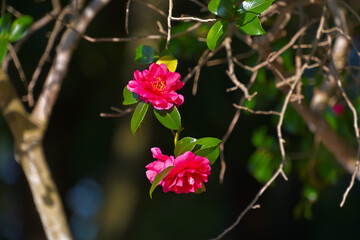 Obraz premium 陽射しを浴びた赤い花弁が艶やかに見えるサザンカの花